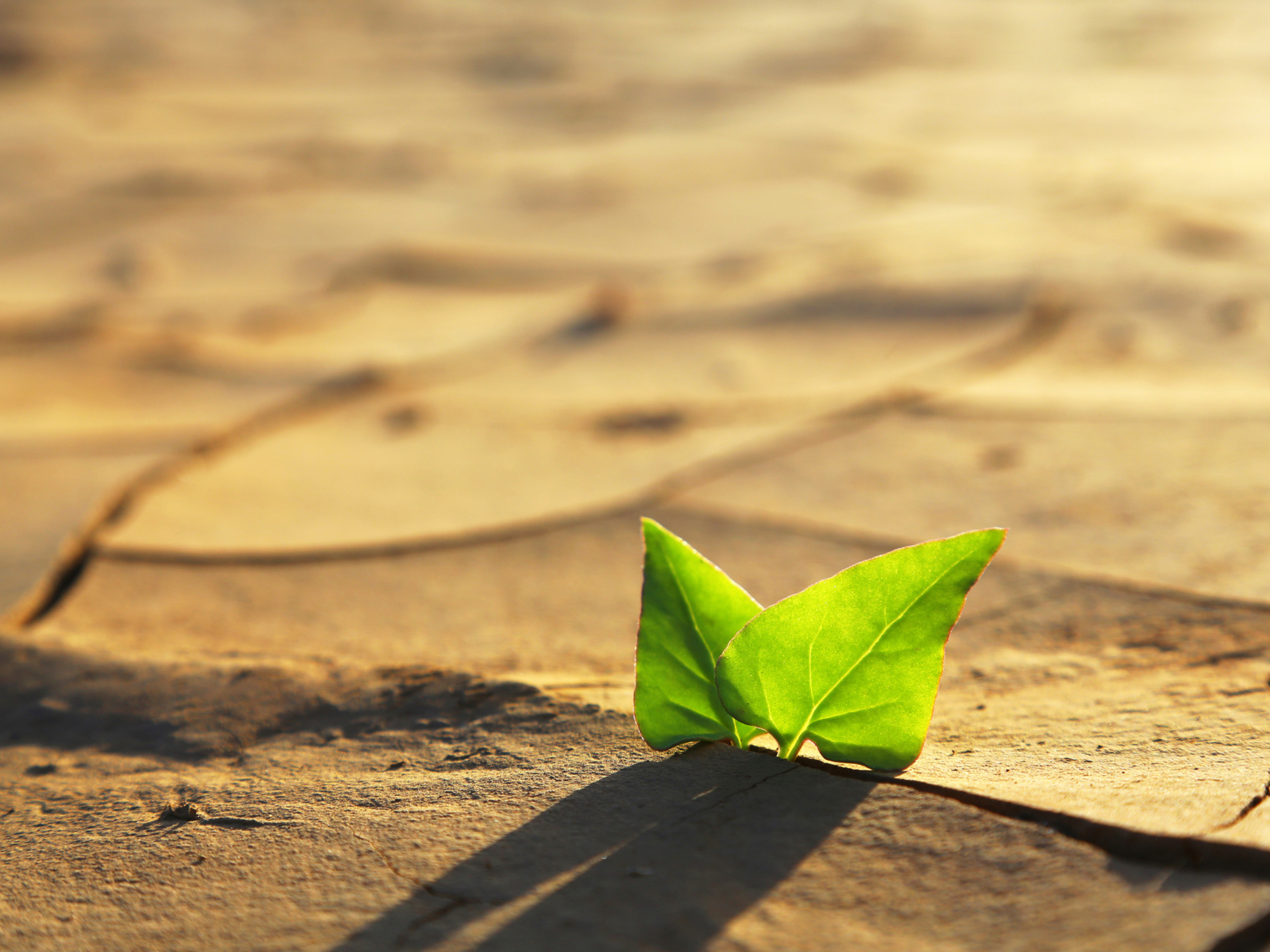Comment écouter les signes